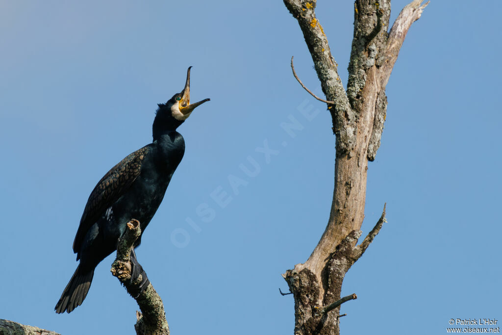 Great Cormorant