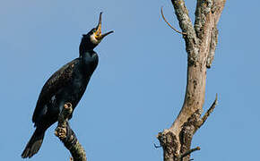 Great Cormorant