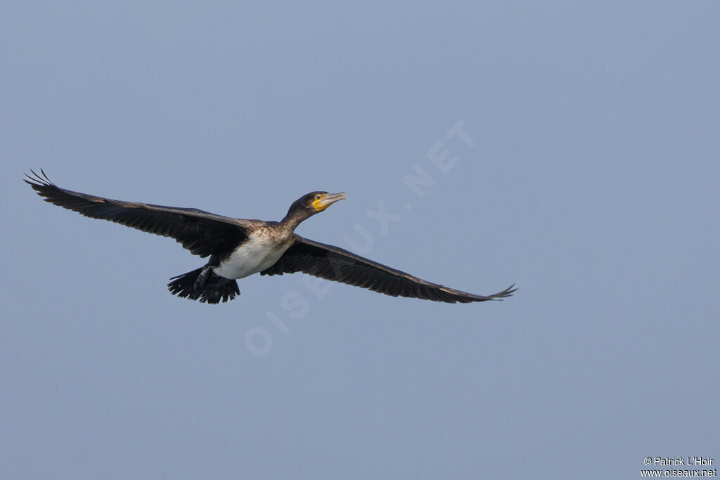 Great Cormorant