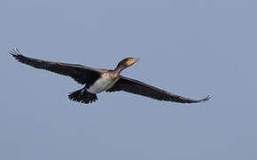 Great Cormorant