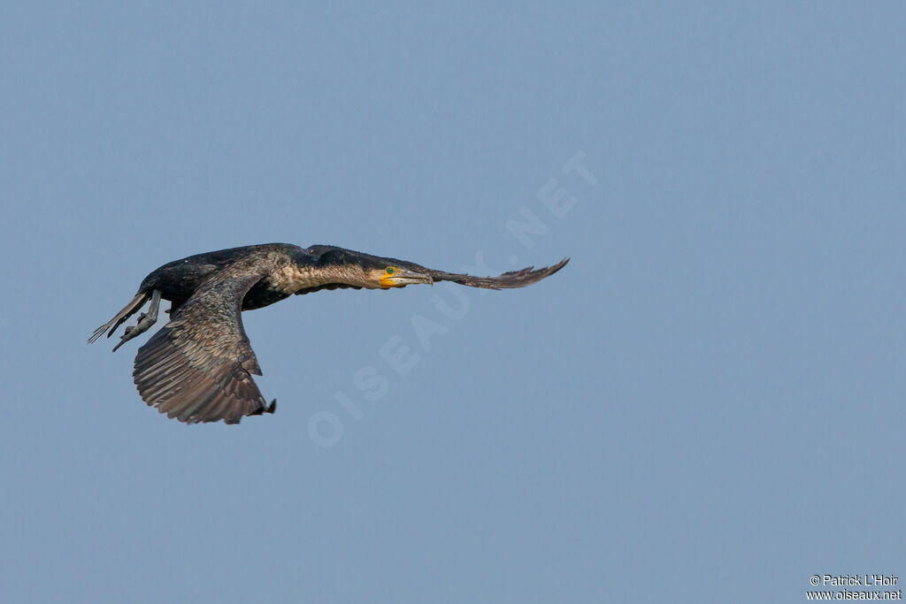 Great Cormorant