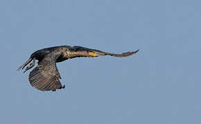 Great Cormorant