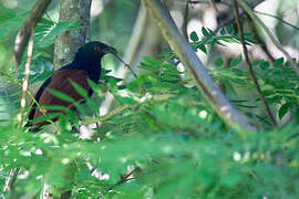 Greater Coucal