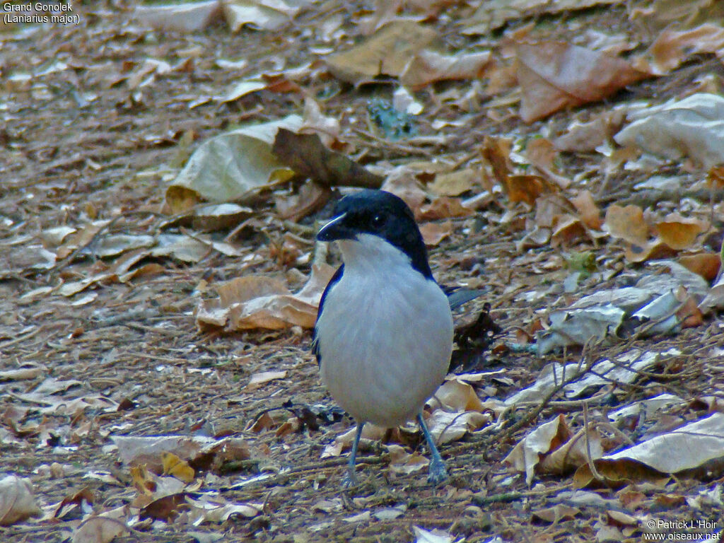 Tropical Boubou