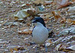 Tropical Boubou