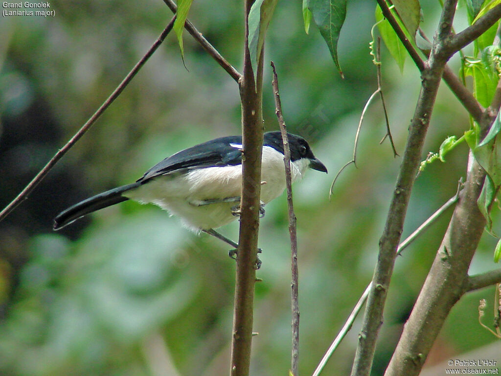 Tropical Boubou