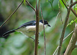 Tropical Boubou