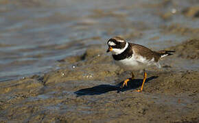 Common Ringed Plover