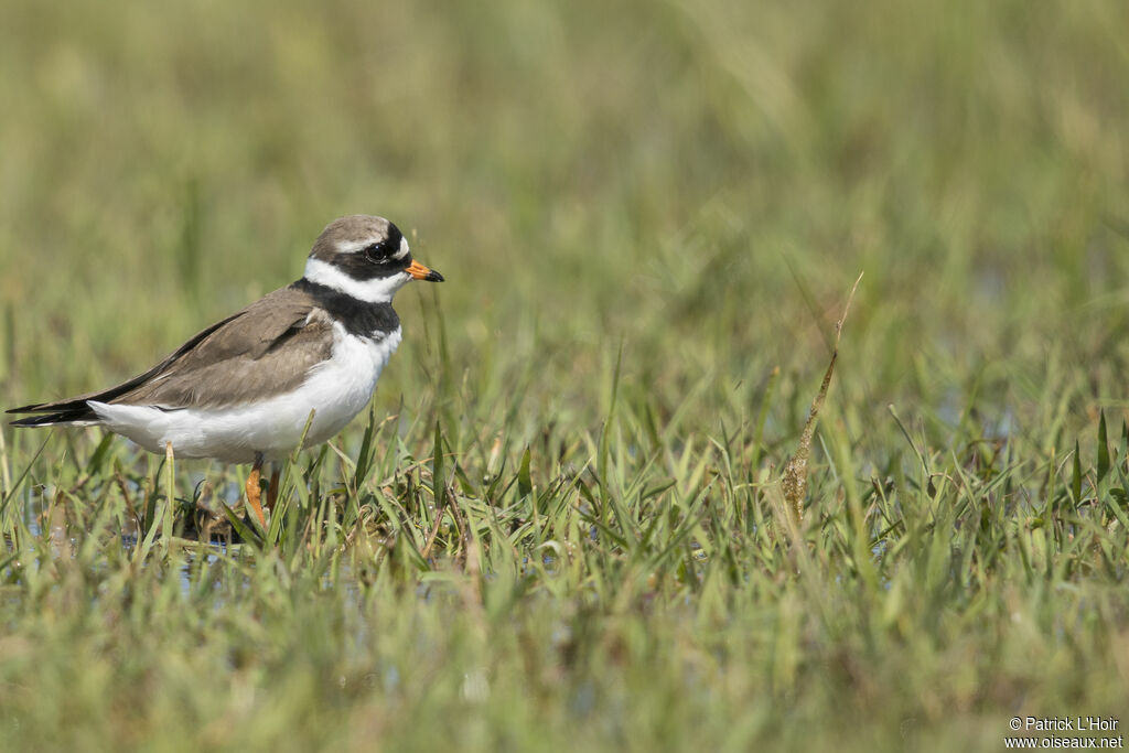 Common Ringed Plover