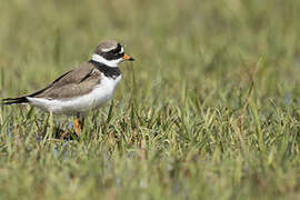 Common Ringed Plover