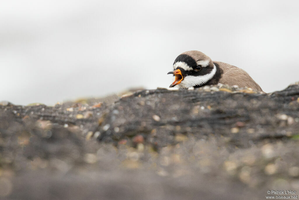 Common Ringed Plover