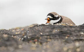 Common Ringed Plover