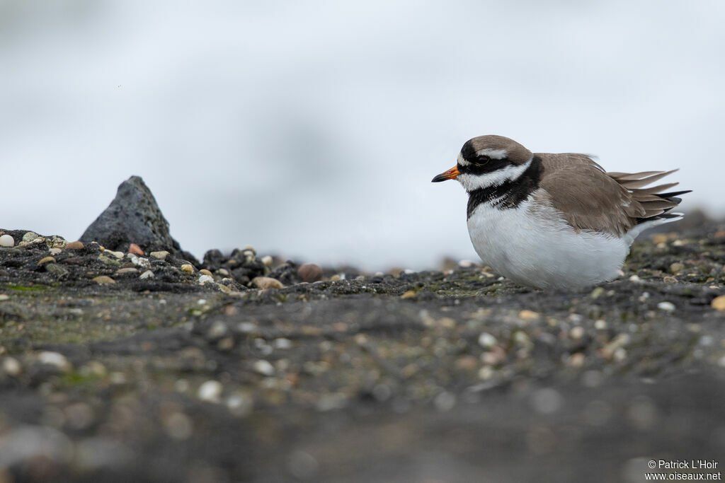 Common Ringed Plover