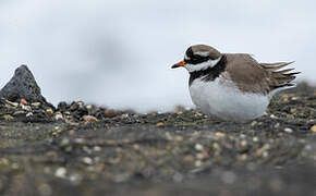 Common Ringed Plover