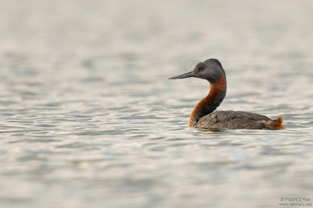 Great Grebe