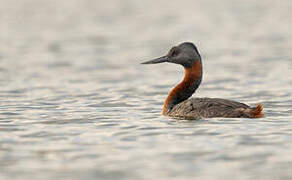 Great Grebe