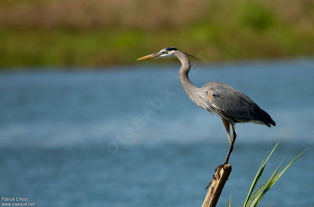 Great Blue Heronadult