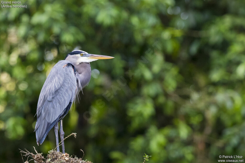 Great Blue Heron