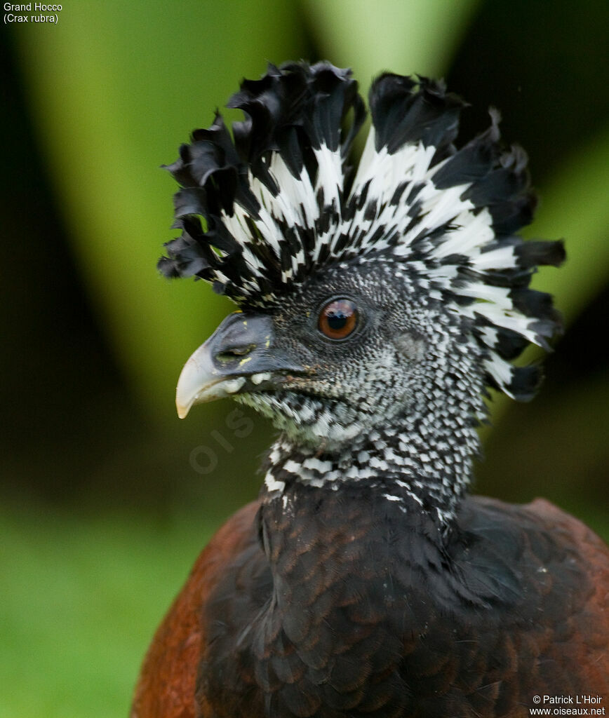 Great Curassow female adult