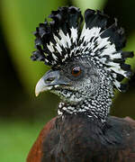 Great Curassow