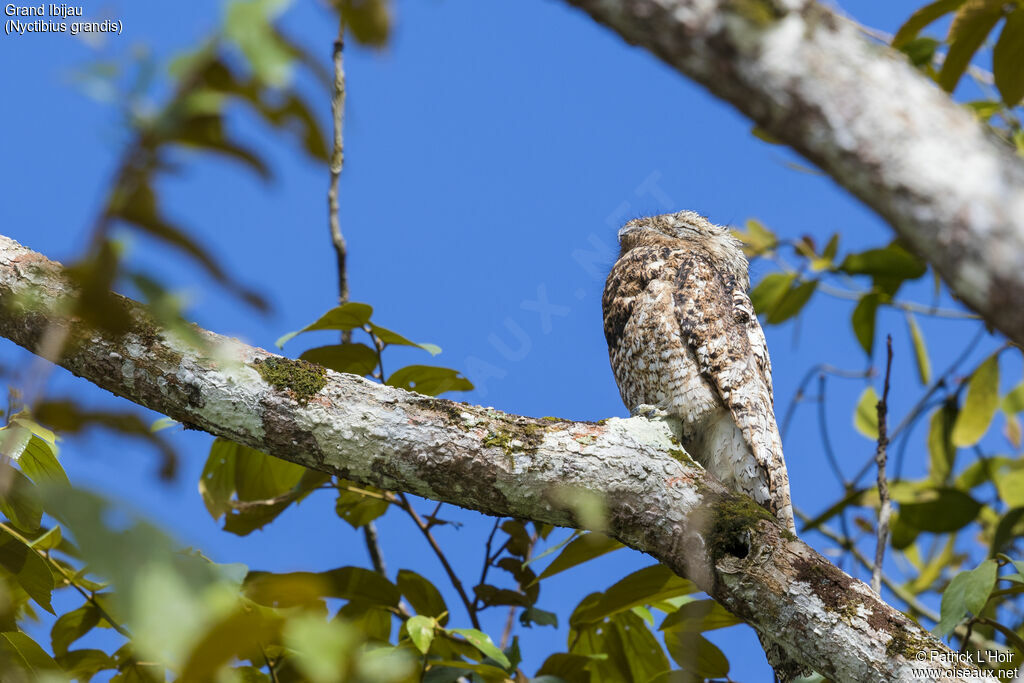 Great Potoo