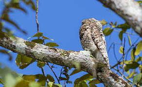 Great Potoo