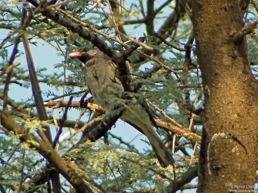 Greater Honeyguide