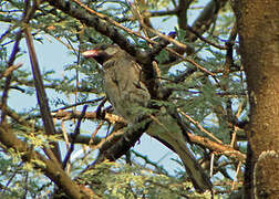 Greater Honeyguide