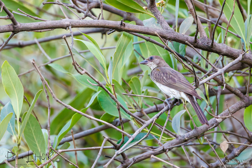 Greater Honeyguide