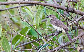 Greater Honeyguide