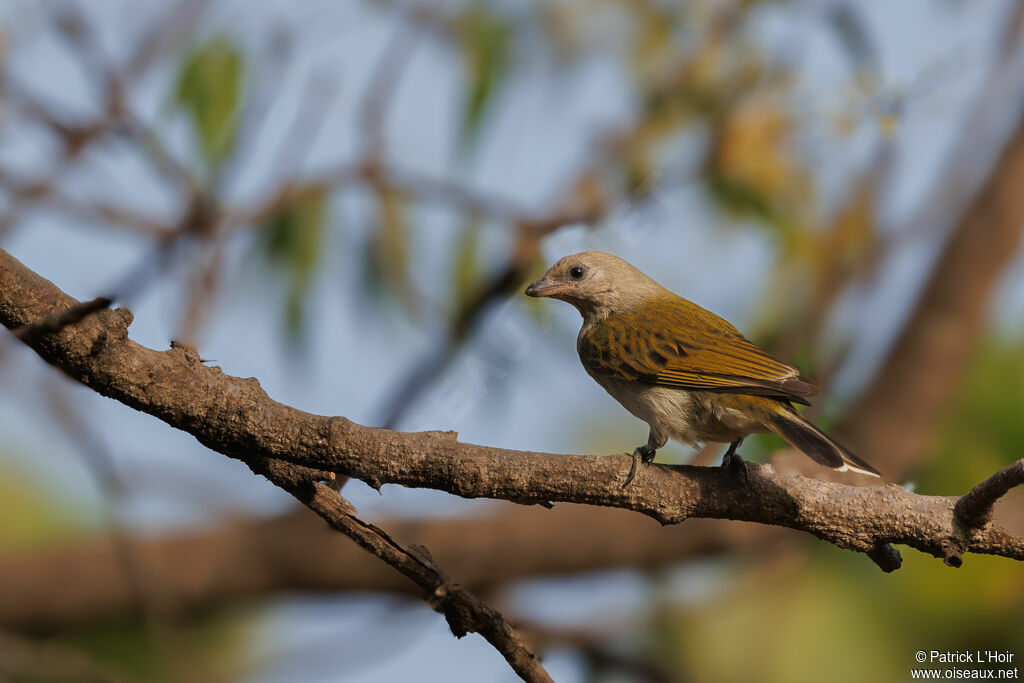 Greater Honeyguide