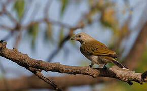 Greater Honeyguide