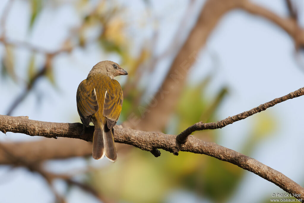 Greater Honeyguide