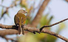 Greater Honeyguide