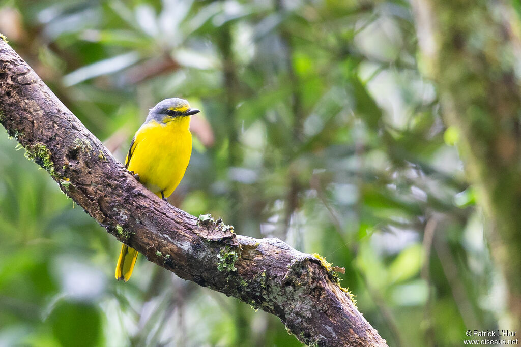 Grand Minivet femelle adulte