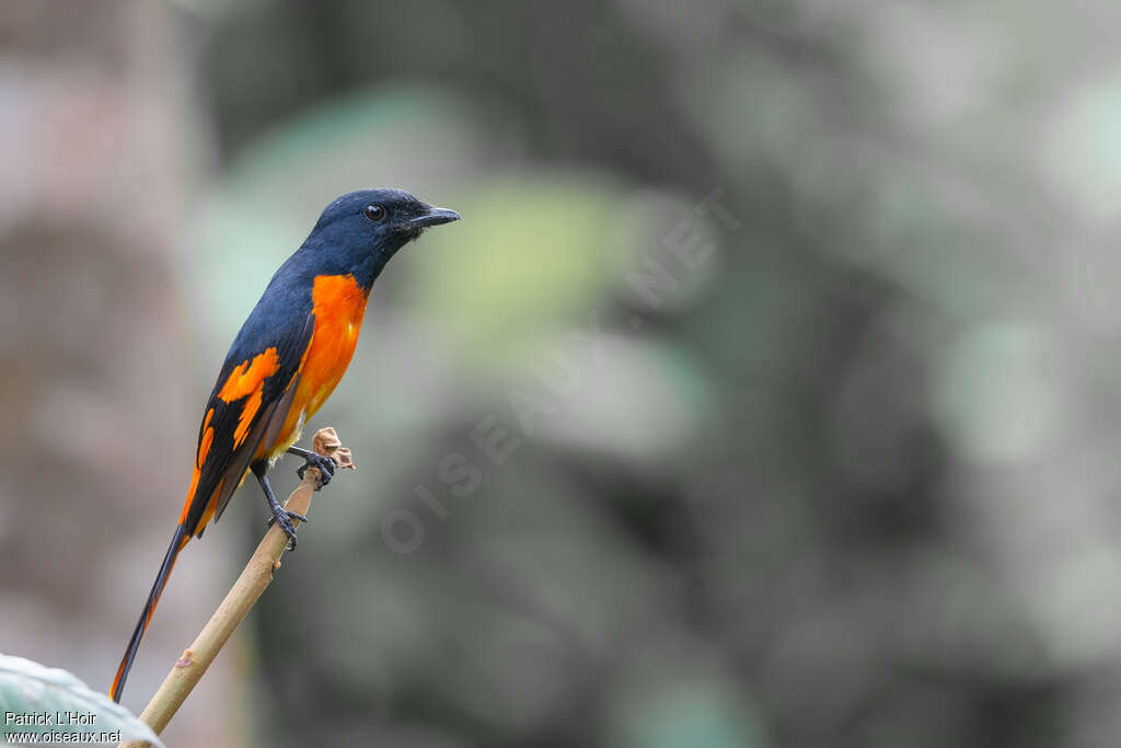 Orange Minivet male adult, identification