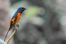 Grand Minivet