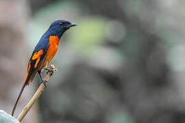 Orange Minivet