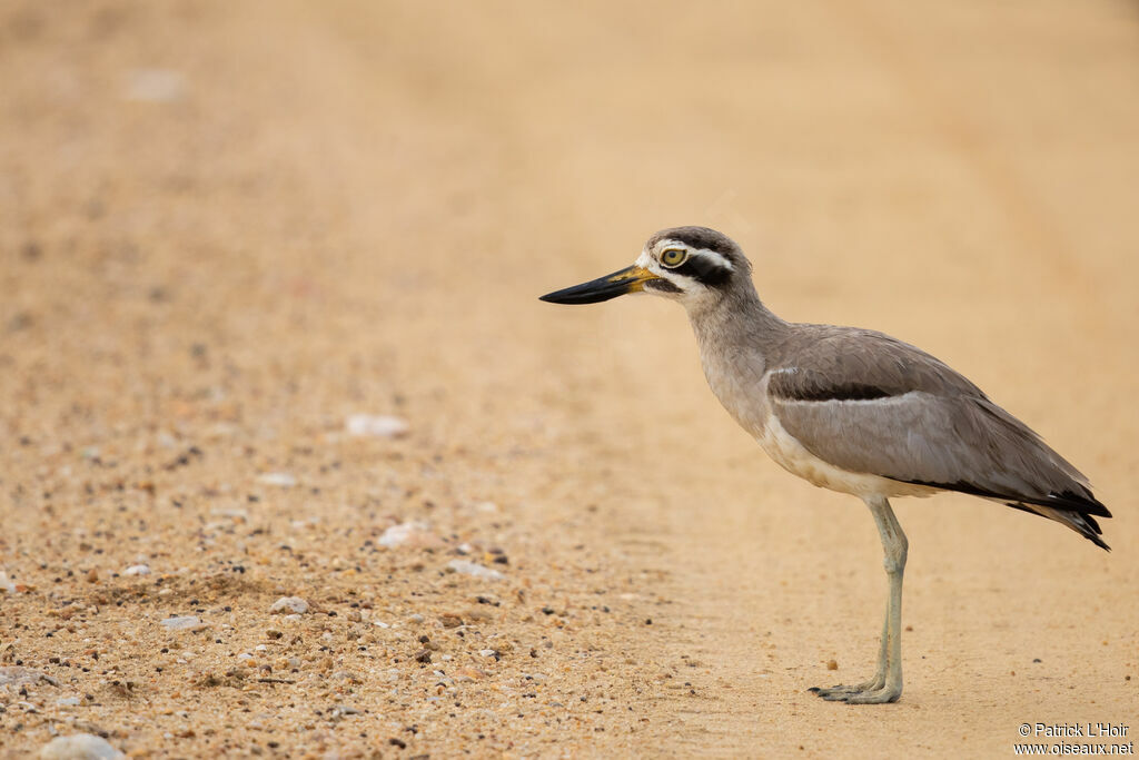 Great Stone-curlewadult