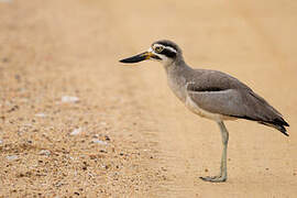 Great Stone-curlew