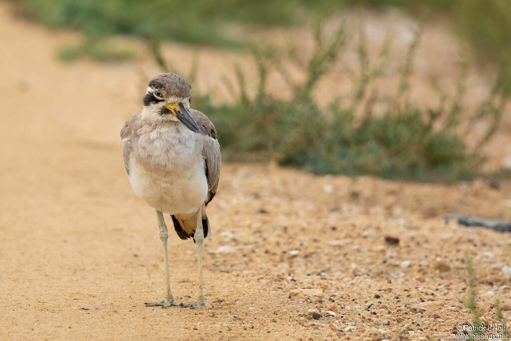 Great Stone-curlewadult