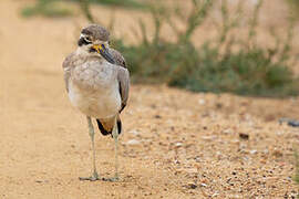 Great Stone-curlew