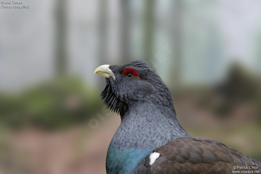 Western Capercaillie male adult