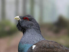 Western Capercaillie