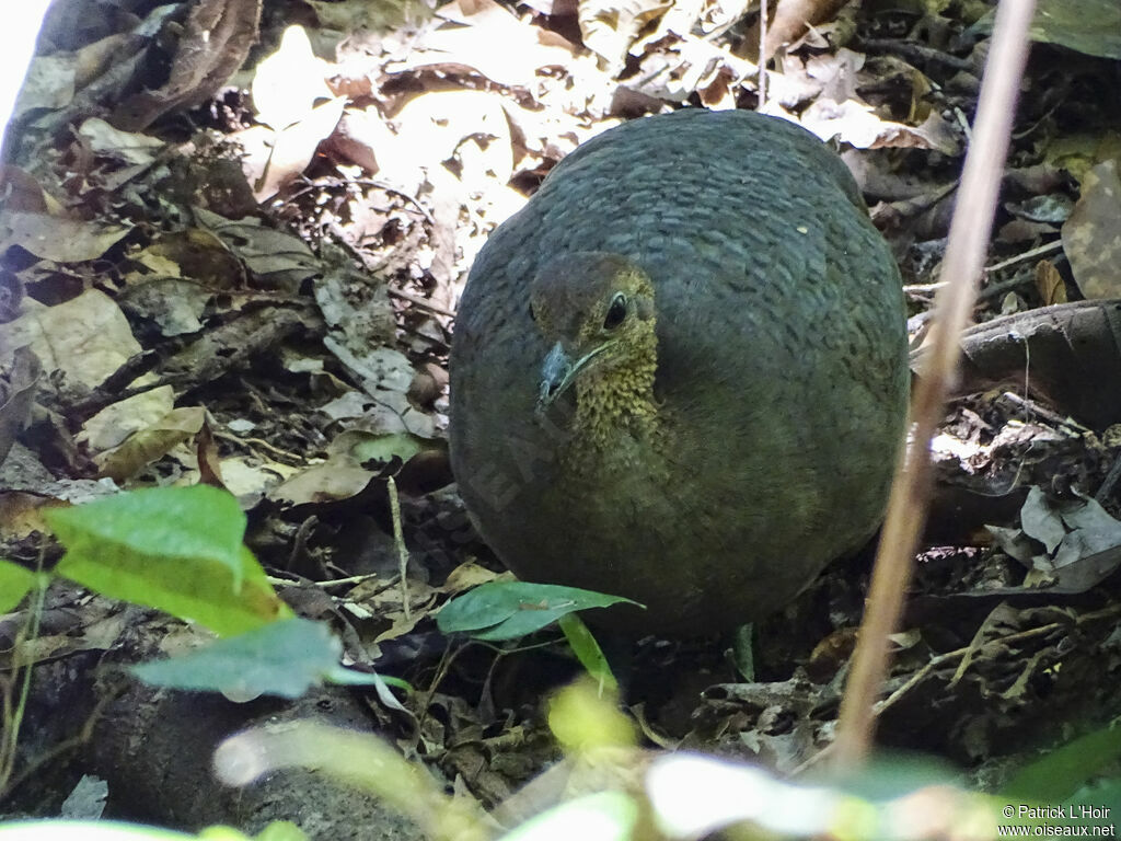 Grand Tinamou