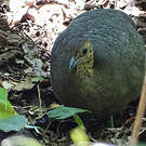 Grand Tinamou