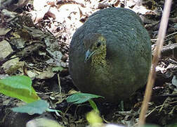 Great Tinamou