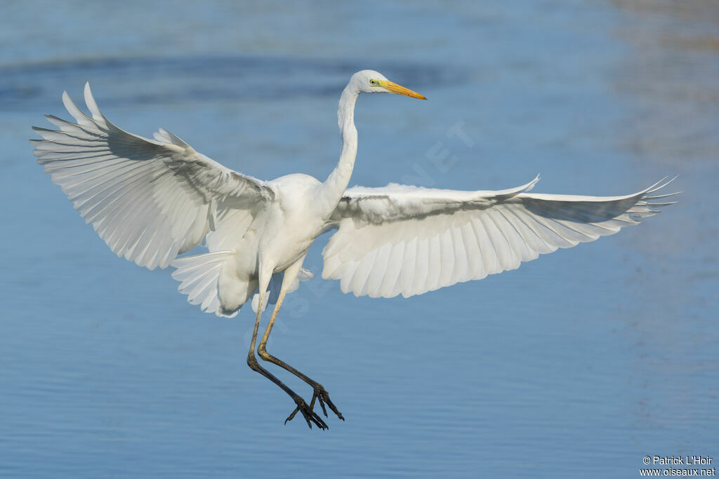 Grande Aigrette