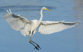 Grande Aigrette