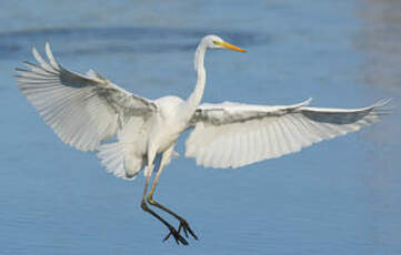 Grande Aigrette